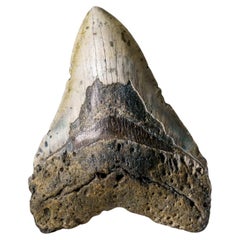Genuine Megalodon Shark Tooth in Display Box (304 grams)