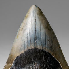 Genuine Megalodon Shark Tooth in Display Box (309 grams)