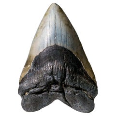 Genuine Megalodon Shark Tooth in Display Box (309 grams)
