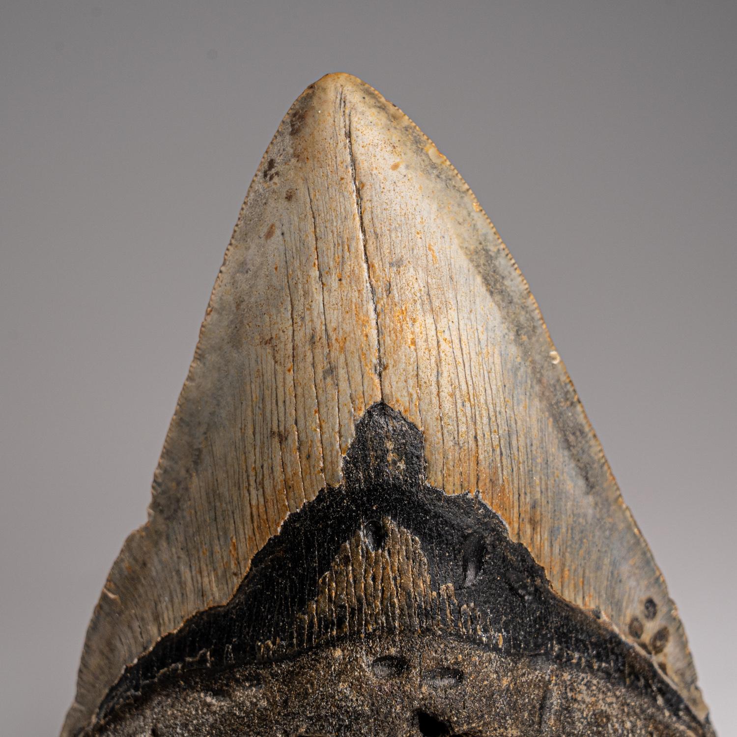 Megalodon was a prehistoric shark that may have been 50 feet long or more, two or three times as long as the Great White Shark! Just like modern sharks, this prehistoric predator did not have any bones to leave in the fossil record, except for their