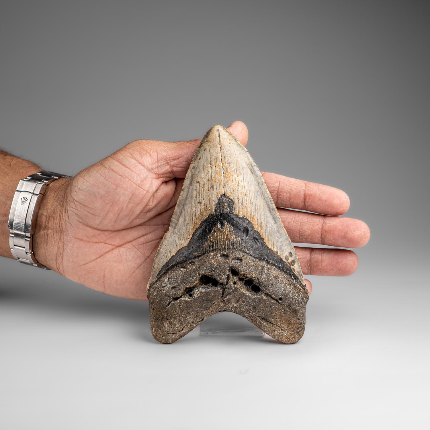 American Genuine Megalodon Shark Tooth in Display Box (326.4 grams)