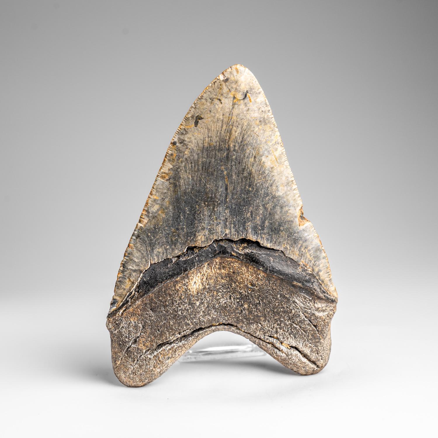 Genuine Megalodon Shark Tooth in Display Box (326.4 grams) In New Condition In New York, NY
