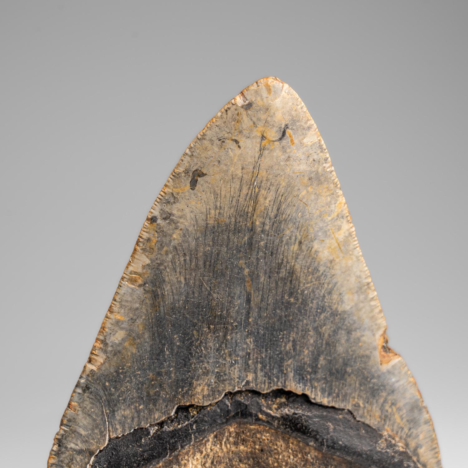 Contemporary Genuine Megalodon Shark Tooth in Display Box (326.4 grams)