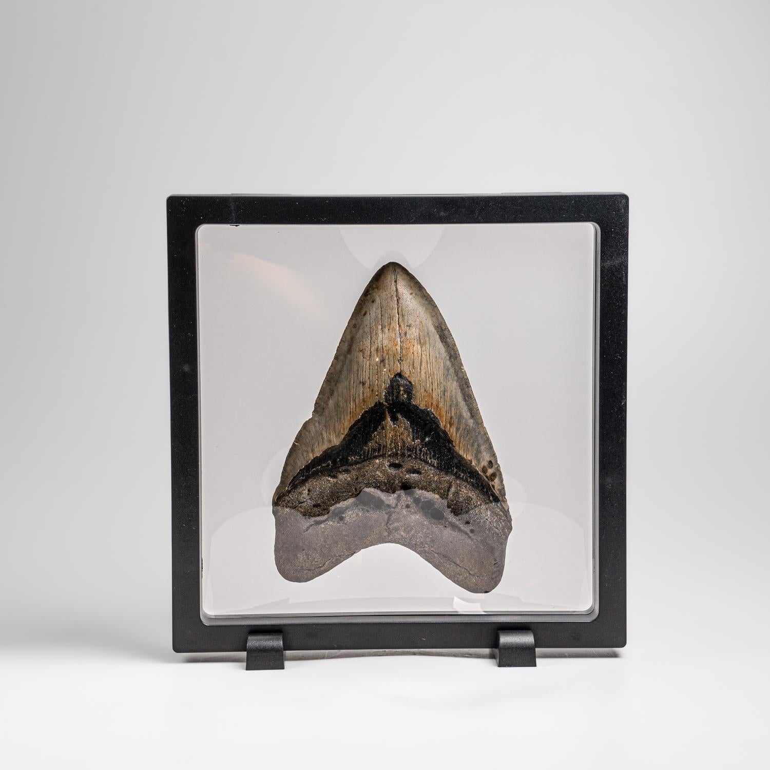 Other Genuine Megalodon Shark Tooth in Display Box (326.4 grams)
