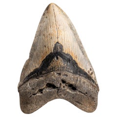 Genuine Megalodon Shark Tooth in Display Box (326.4 grams)