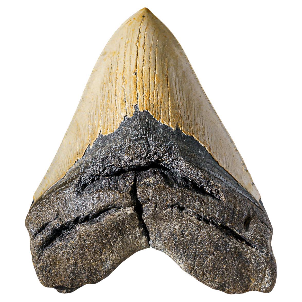 Genuine Megalodon Shark Tooth in Display Box (342.5 grams)
