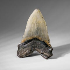 Genuine Megalodon Shark Tooth in Display Box (345.5 grams)