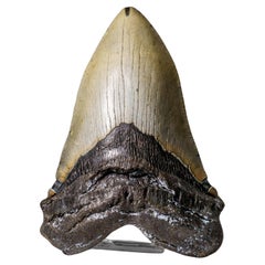 Genuine Megalodon Shark Tooth in Display Box (345.5 grams)