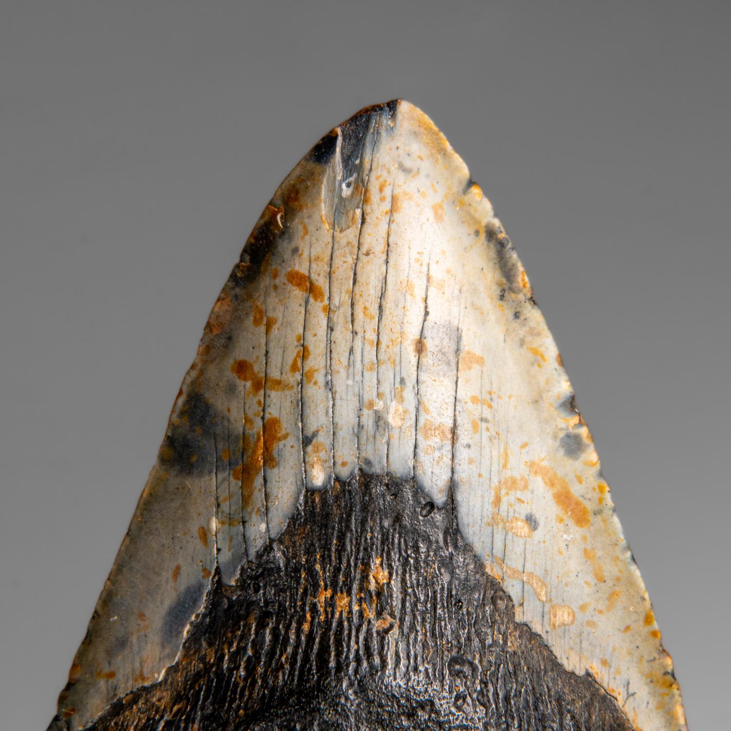 Der Megalodon war ein prähistorischer Hai, der vielleicht 50 Fuß oder mehr lang war, zwei- oder dreimal so lang wie der Große Weiße Hai! Genau wie moderne Haie hatte dieses prähistorische Raubtier außer seinen massiven Zähnen keine Knochen, die in