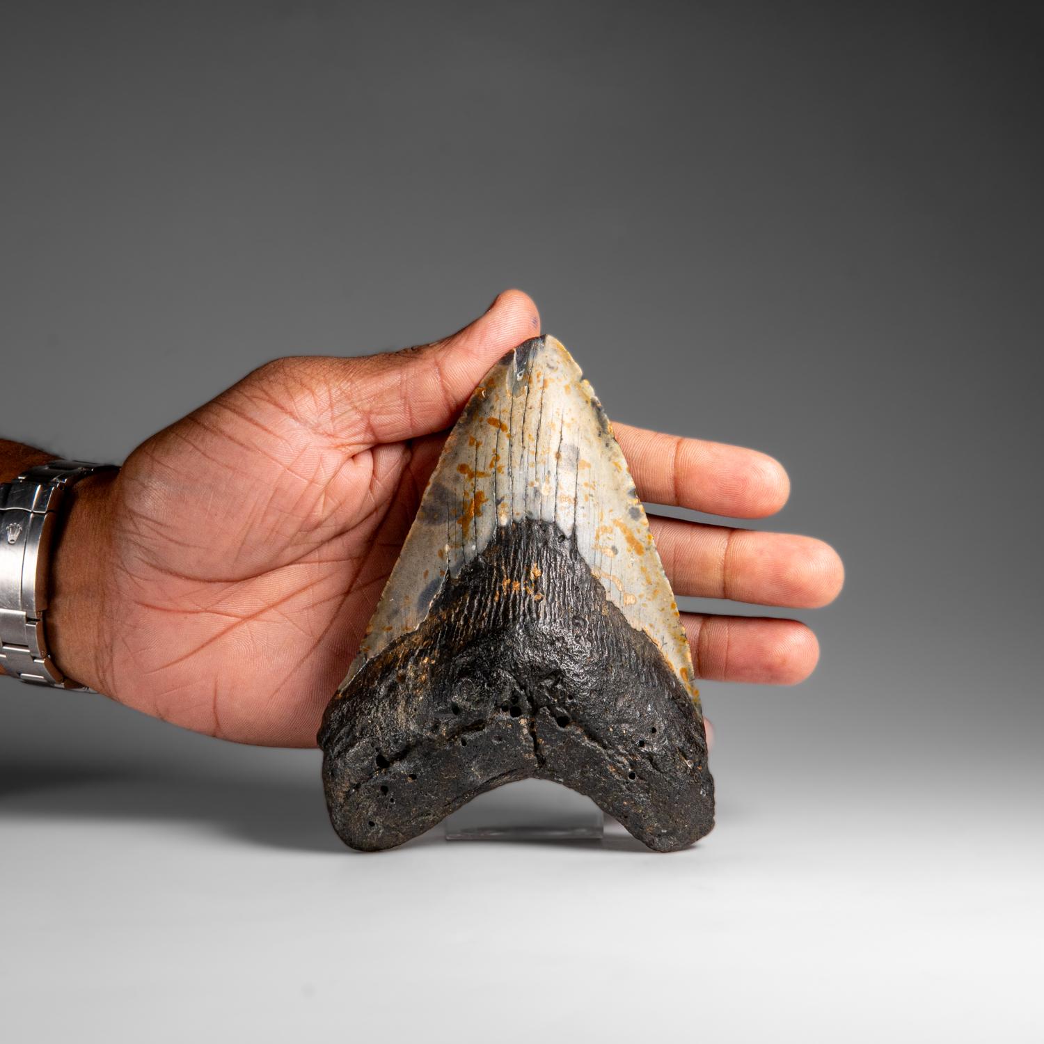 Genuines Megalodon-Schlangenzahn in Vitrinenschachtel (348 Gramm) (amerikanisch) im Angebot