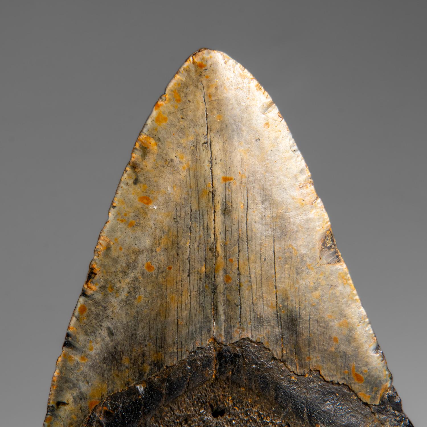 Genuines Megalodon-Schlangenzahn in Vitrinenschachtel (348 Gramm) (21. Jahrhundert und zeitgenössisch) im Angebot