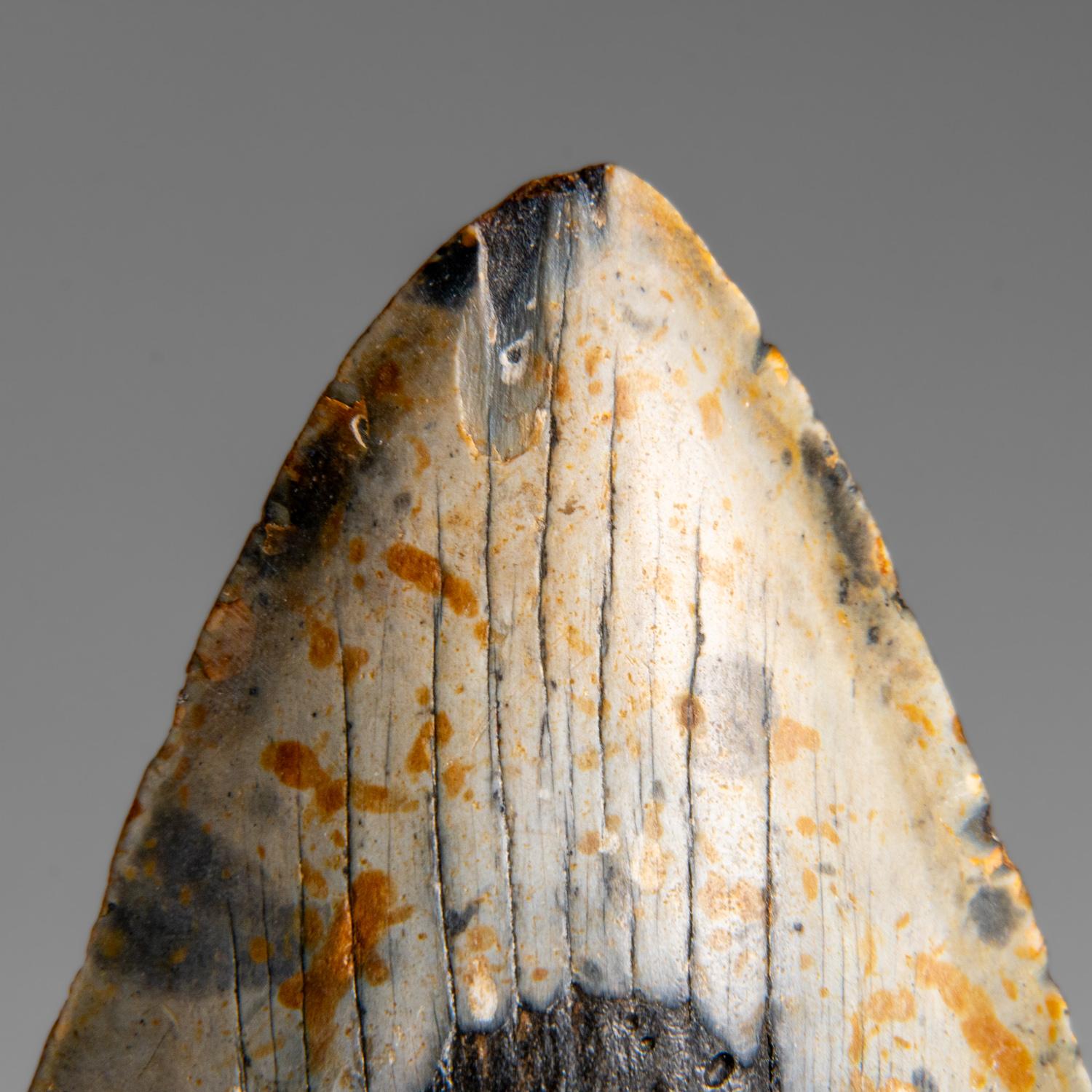 Genuines Megalodon-Schlangenzahn in Vitrinenschachtel (348 Gramm) (Sonstiges) im Angebot