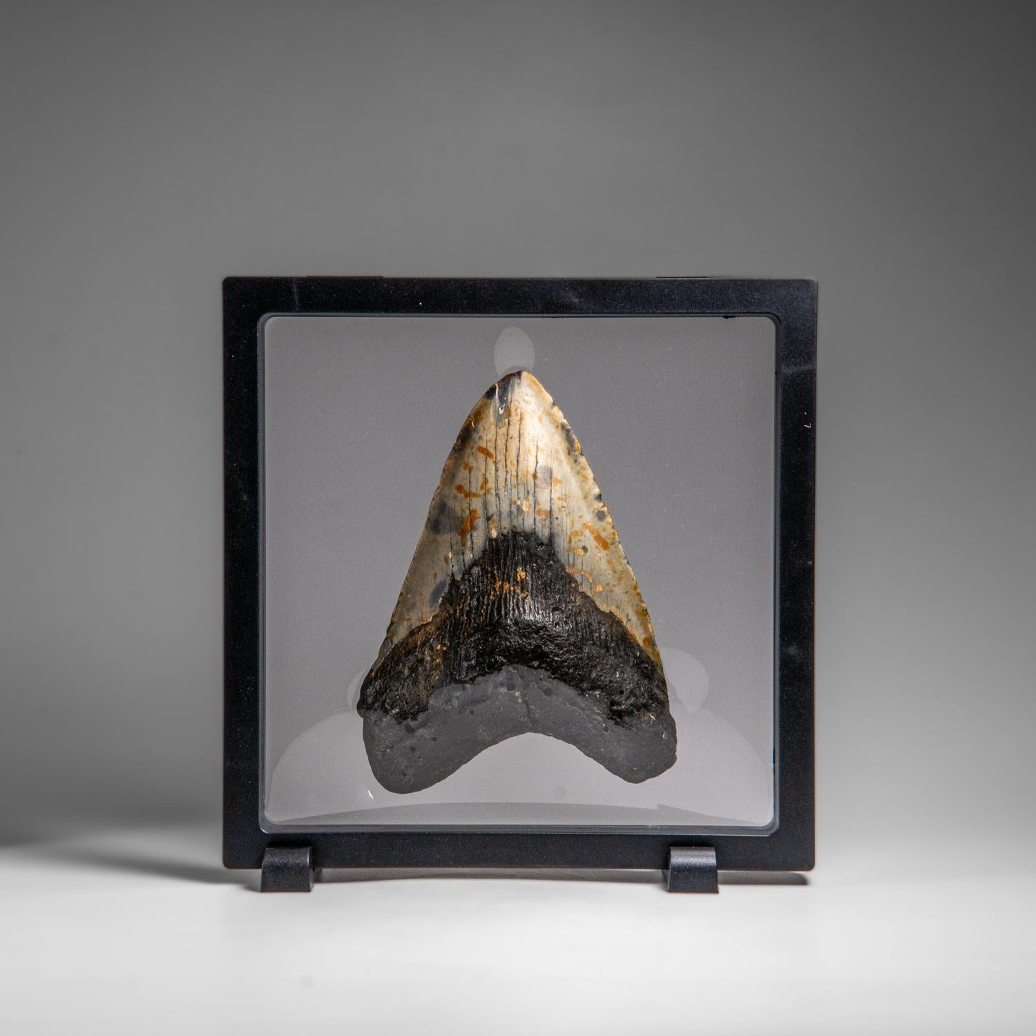 Genuines Megalodon-Schlangenzahn in Vitrinenschachtel (348 Gramm) im Angebot 2