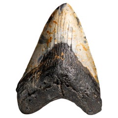Genuines Megalodon-Schlangenzahn in Vitrinenschachtel (348 Gramm)