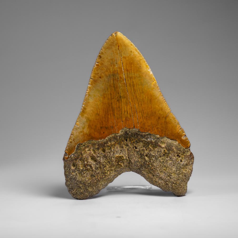 Der Megalodon war ein prähistorischer Hai, der vielleicht 50 Fuß oder mehr lang war, zwei- oder dreimal so lang wie der Große Weiße Hai! Genau wie moderne Haie hatte dieses prähistorische Raubtier außer seinen massiven Zähnen keine Knochen, die in