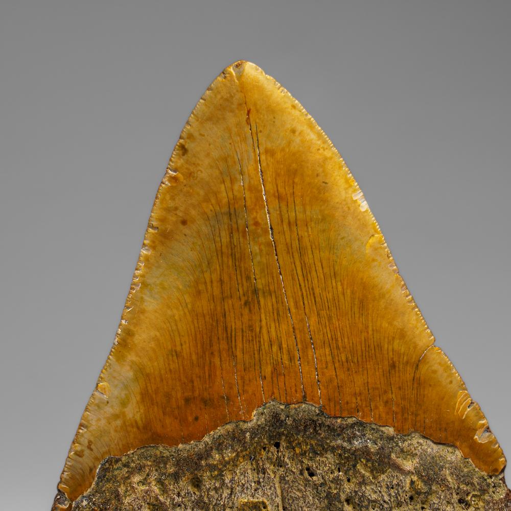Genuines Megalodon-Schlangenzahn in Vitrinenschachtel (350 Gramm) (amerikanisch) im Angebot