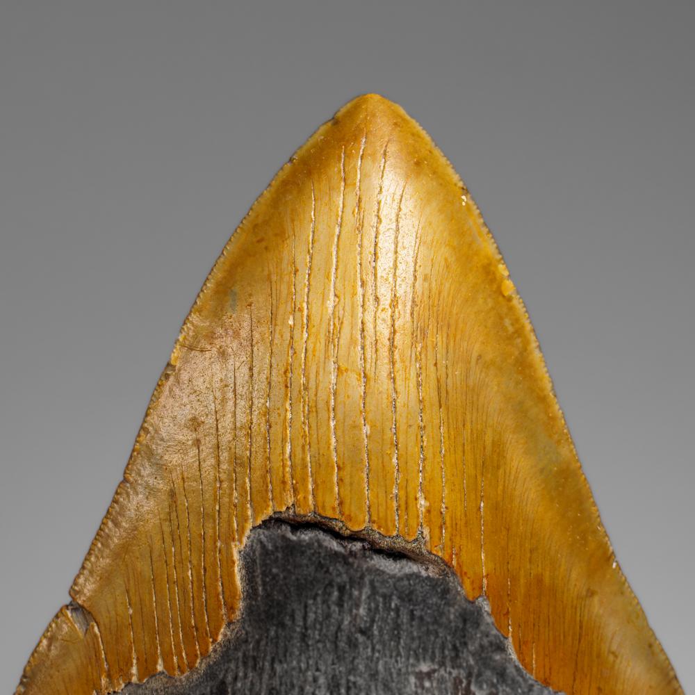 Genuines Megalodon-Schlangenzahn in Vitrinenschachtel (350 Gramm) im Zustand „Neu“ im Angebot in New York, NY