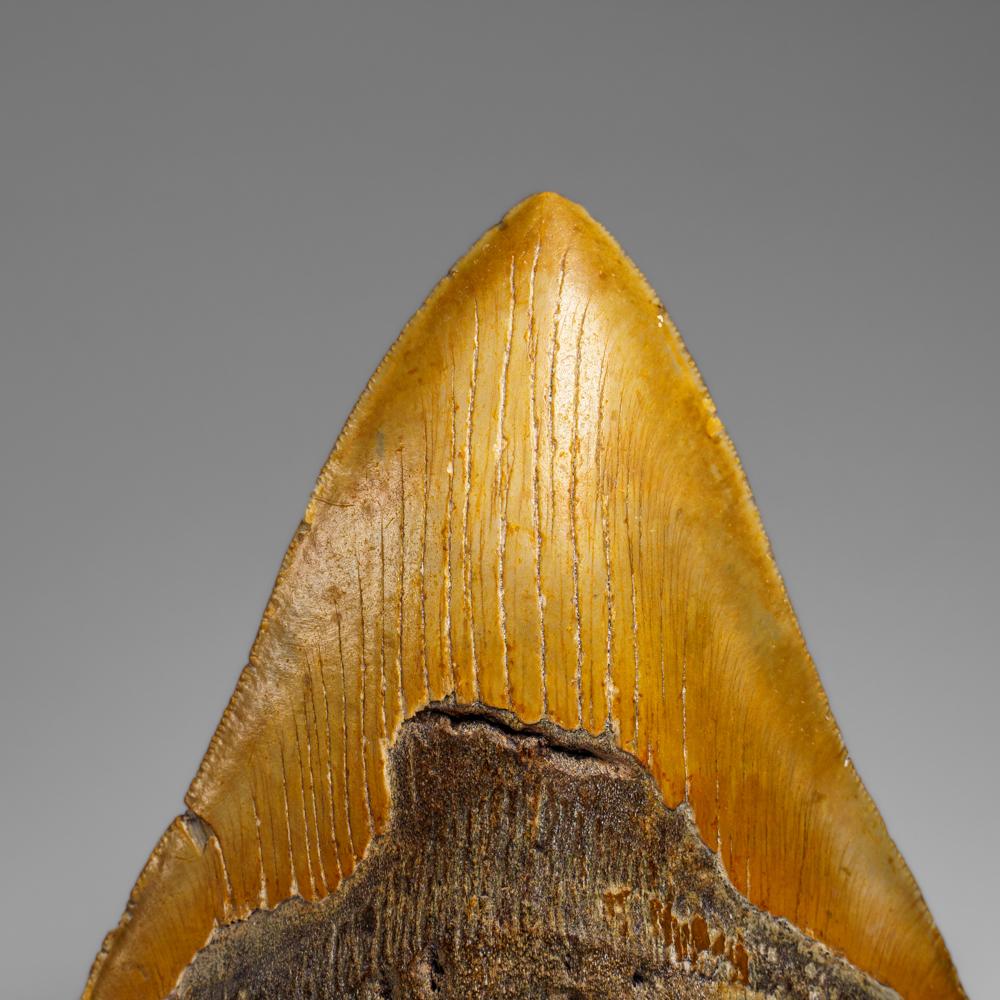 Genuines Megalodon-Schlangenzahn in Vitrinenschachtel (350 Gramm) (21. Jahrhundert und zeitgenössisch) im Angebot