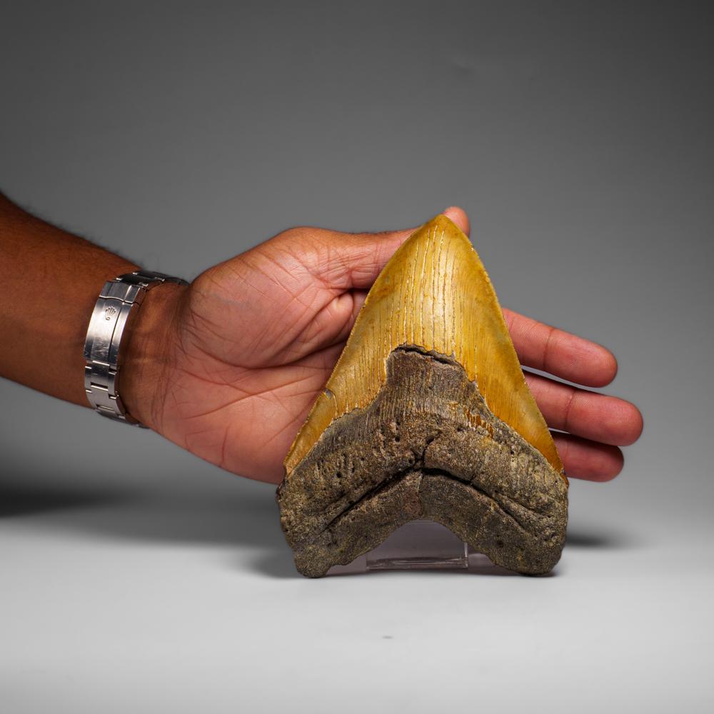 Genuines Megalodon-Schlangenzahn in Vitrinenschachtel (350 Gramm) (Sonstiges) im Angebot