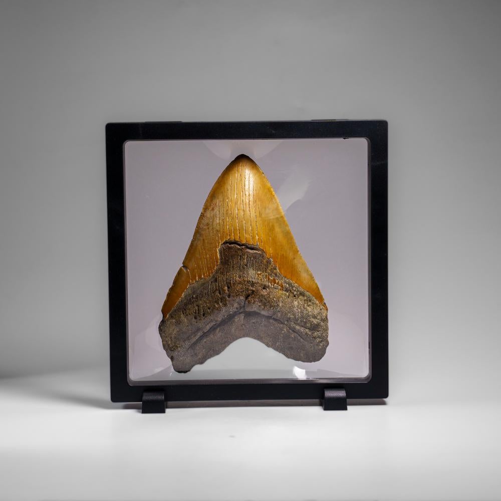 Genuines Megalodon-Schlangenzahn in Vitrinenschachtel (350 Gramm) im Angebot 1