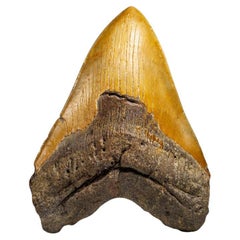 Véritable dent de requin mégalodon dans sa boîte d'exposition (350 grammes)
