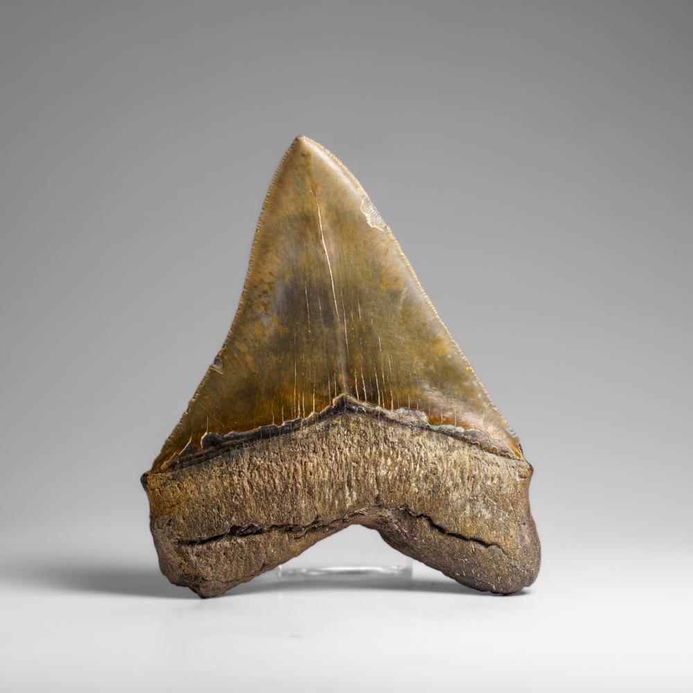 Der Megalodon war ein prähistorischer Hai, der vielleicht 50 Fuß oder mehr lang war, zwei- oder dreimal so lang wie der Große Weiße Hai! Genau wie moderne Haie hatte dieses prähistorische Raubtier außer seinen massiven Zähnen keine Knochen, die in