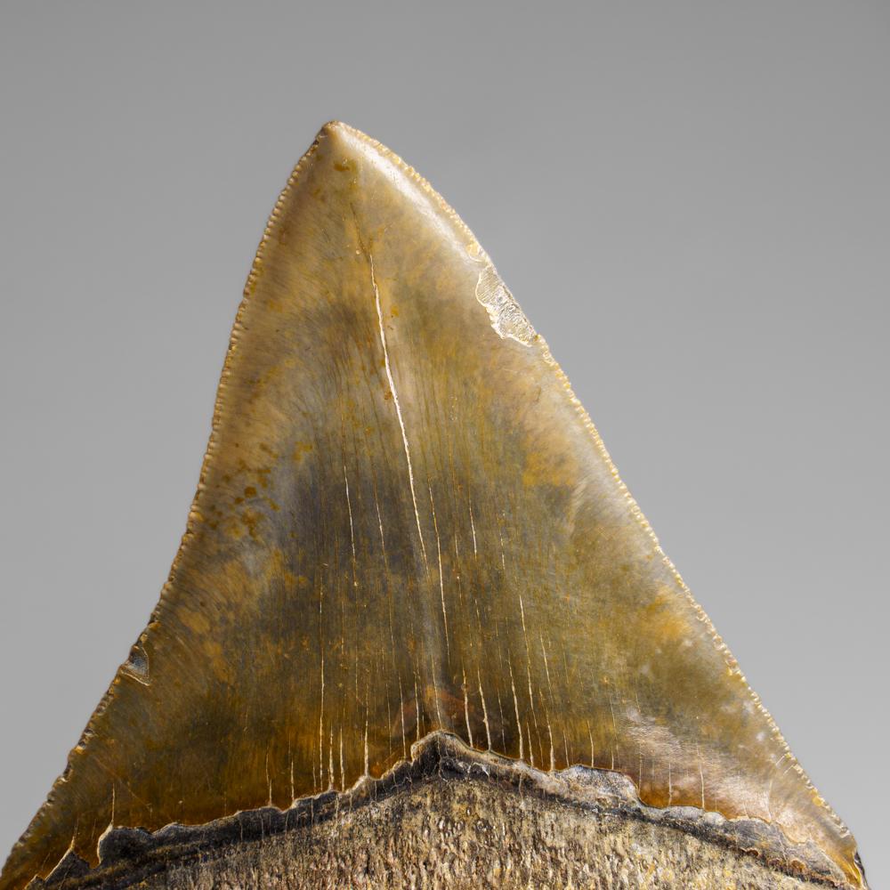 Genuines Megalodon-Schlangenzahn in Vitrinenschachtel (369.2 Gramm) (amerikanisch) im Angebot