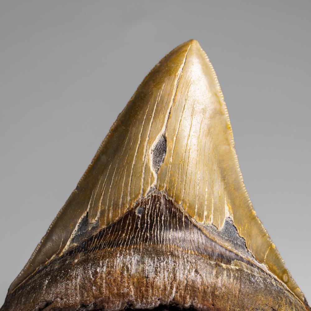 Genuines Megalodon-Schlangenzahn in Vitrinenschachtel (369.2 Gramm) im Zustand „Neu“ im Angebot in New York, NY