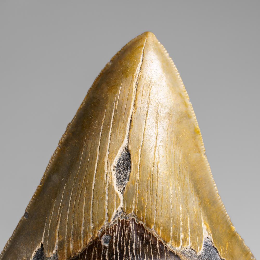 Genuines Megalodon-Schlangenzahn in Vitrinenschachtel (369.2 Gramm) (21. Jahrhundert und zeitgenössisch) im Angebot