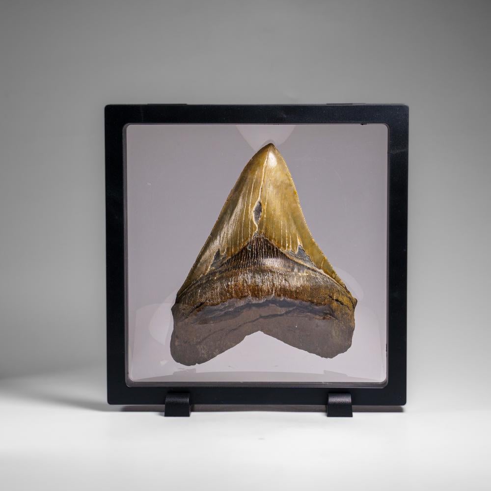 Genuines Megalodon-Schlangenzahn in Vitrinenschachtel (369.2 Gramm) im Angebot 1