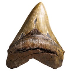 Véritable dent de requin mégalodon dans sa boîte d'exposition (369.2 grammes)
