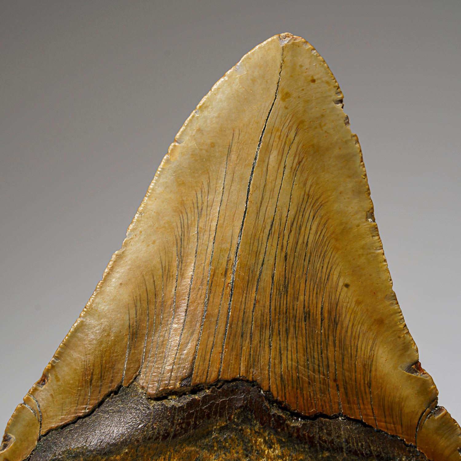 Le mégalodon était un requin préhistorique qui pouvait mesurer 50 pieds de long ou plus, soit deux ou trois fois plus que le grand requin blanc ! Tout comme les requins modernes, ce prédateur préhistorique n'avait pas d'os à laisser dans les