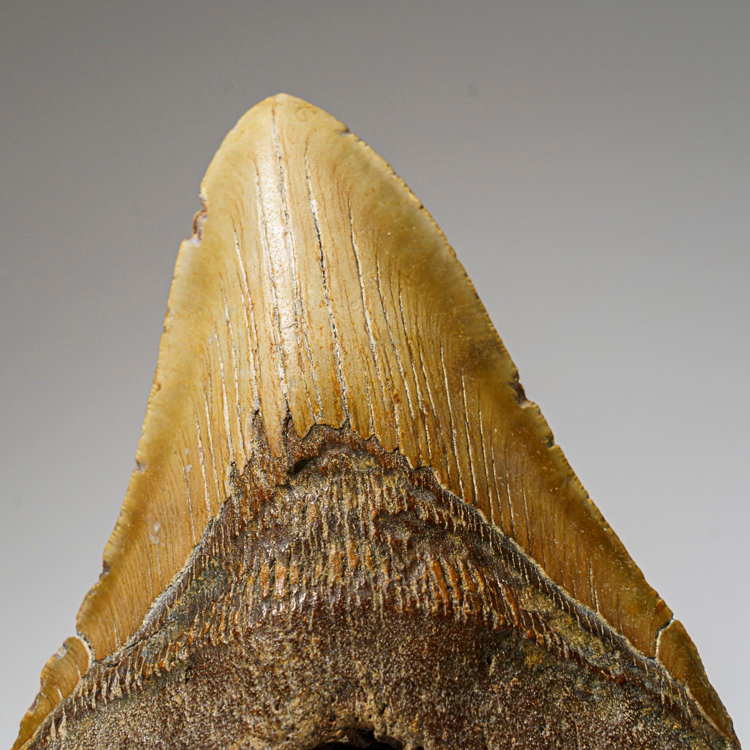 Américain Véritable dent de requin mégalodon dans sa boîte d'exposition (414 grammes) en vente