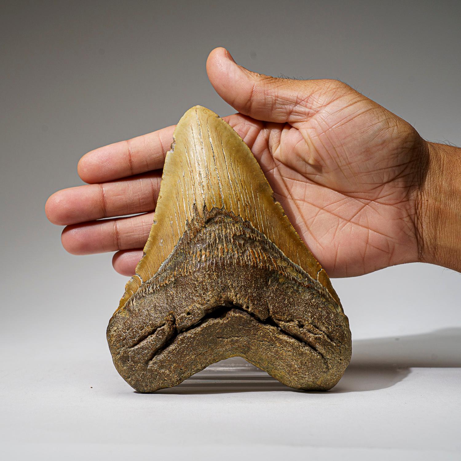 Véritable dent de requin mégalodon dans sa boîte d'exposition (414 grammes) Neuf - En vente à New York, NY