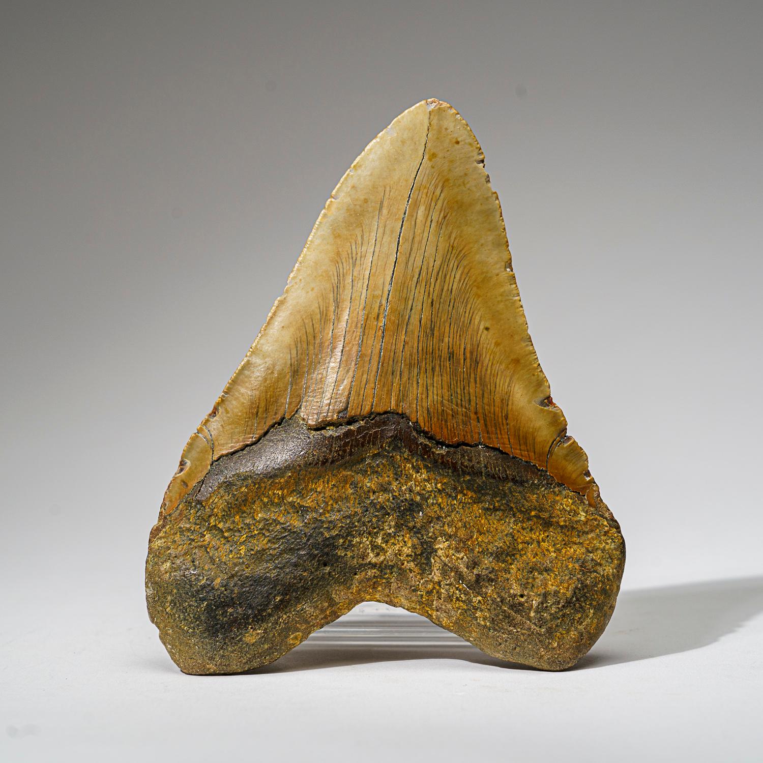 XXIe siècle et contemporain Véritable dent de requin mégalodon dans sa boîte d'exposition (414 grammes) en vente