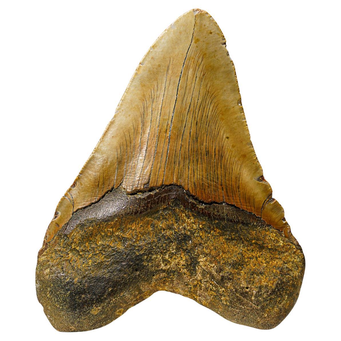 Genuine Megalodon Shark Tooth in Display Box (414 grams)