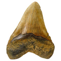 Véritable dent de requin mégalodon dans sa boîte d'exposition (414 grammes)