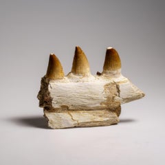 Véritable dent de mosasaure dans un os de mâchoire fossilisé (158,8 grammes)