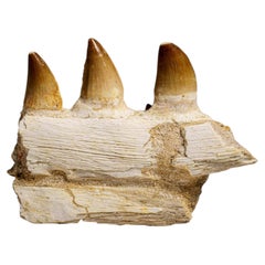 Véritable dent de mosasaure dans un os de mâchoire fossilisé (158,8 grammes)