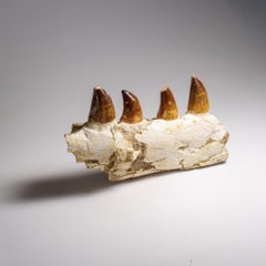 Genuine Mosasaur Tooth in a Fossilized Jaw bone (443.6 grams)