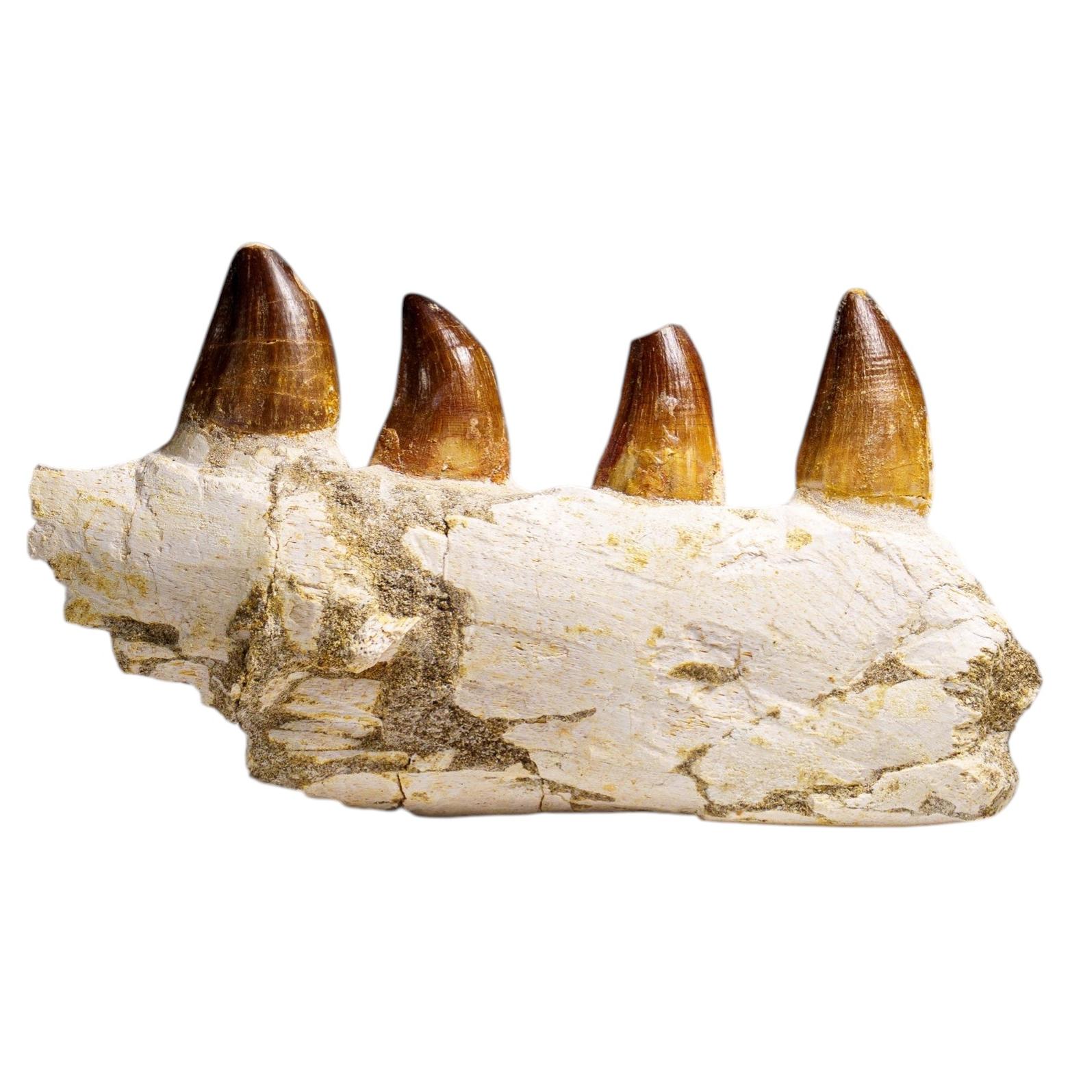 Genuine Mosasaur Tooth in a Fossilized Jaw bone (443.6 grams)
