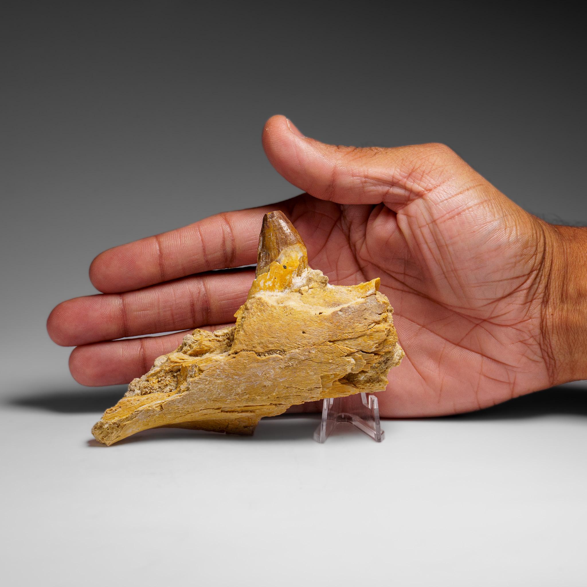 Marocchino Dente autentico di mosasauro in una mascella fossilizzata in vendita