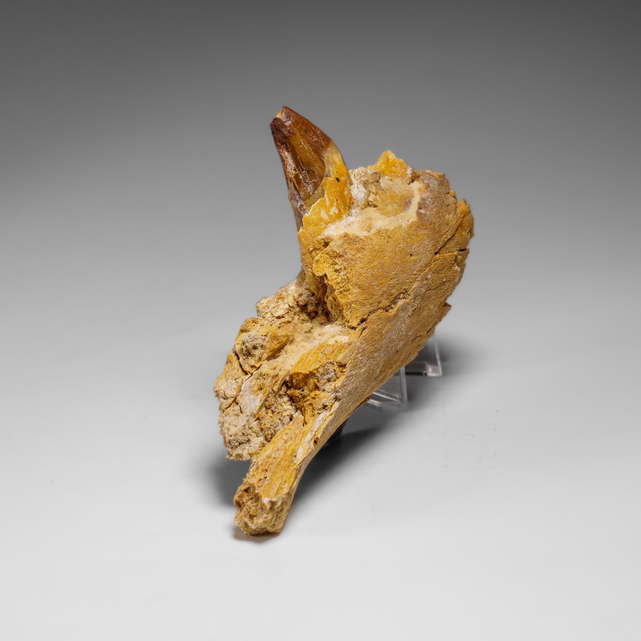 Dente autentico di mosasauro in una mascella fossilizzata In condizioni ottime in vendita a New York, NY