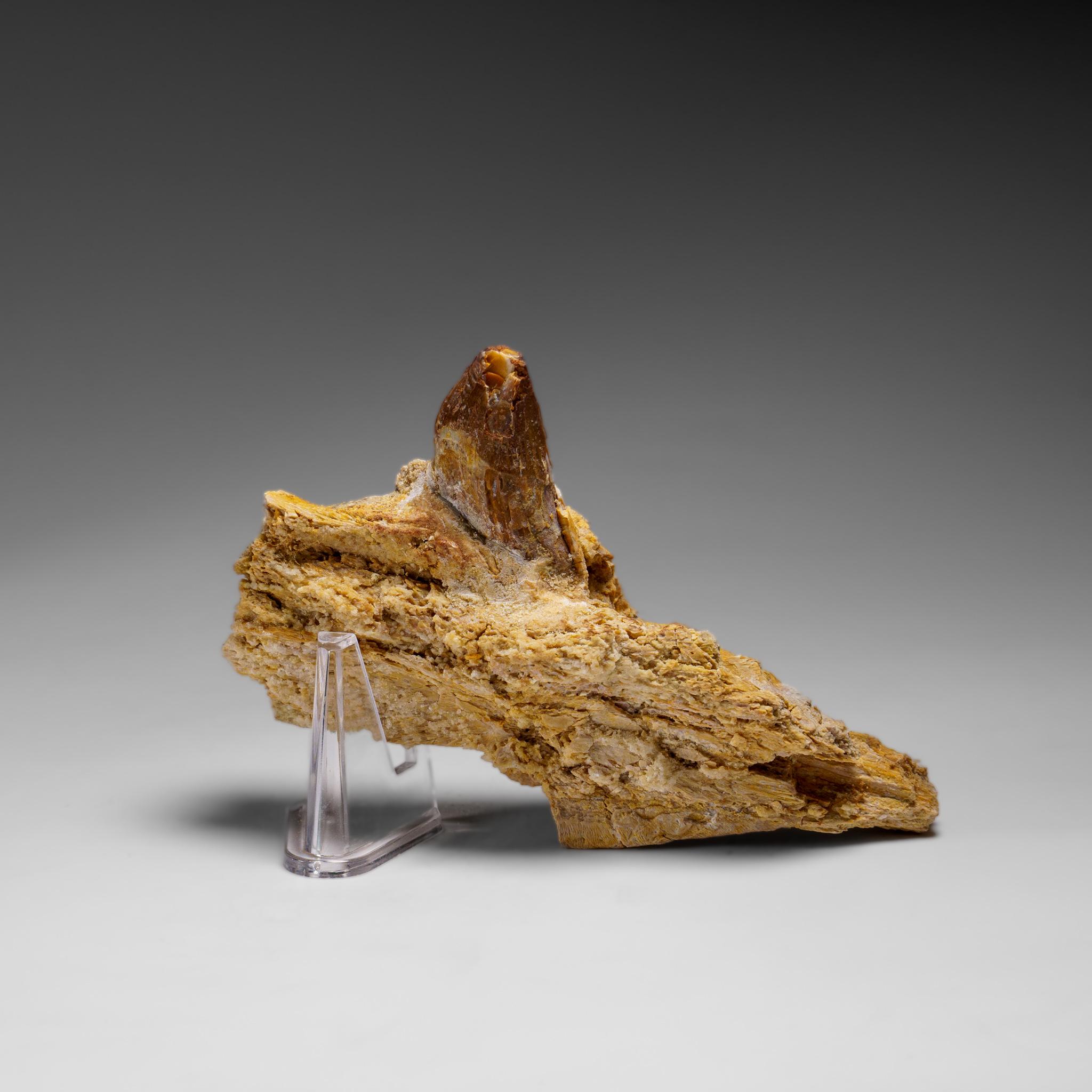 Fino al XVIII secolo Dente autentico di mosasauro in una mascella fossilizzata in vendita