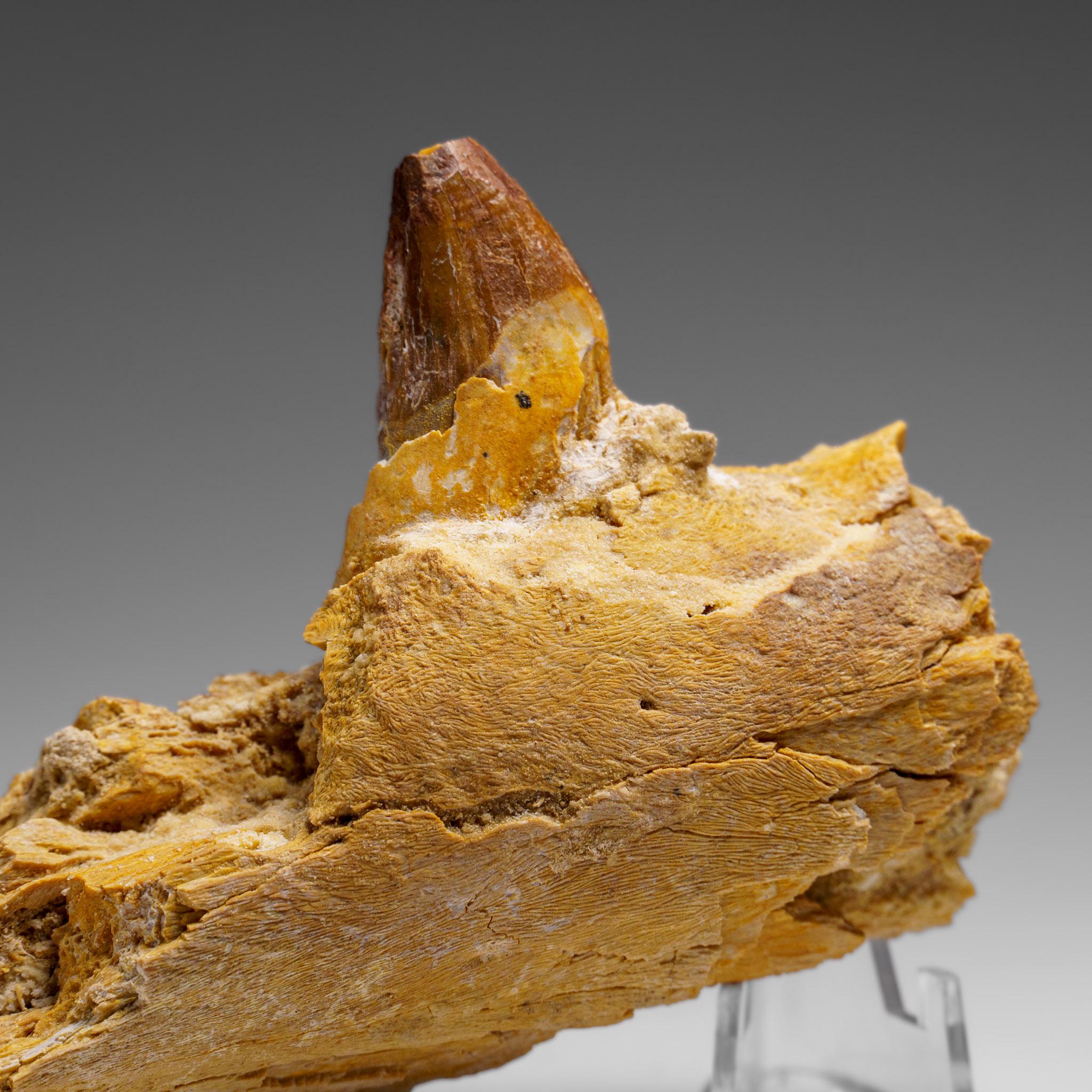 Dente autentico di mosasauro in una mascella fossilizzata in vendita 1