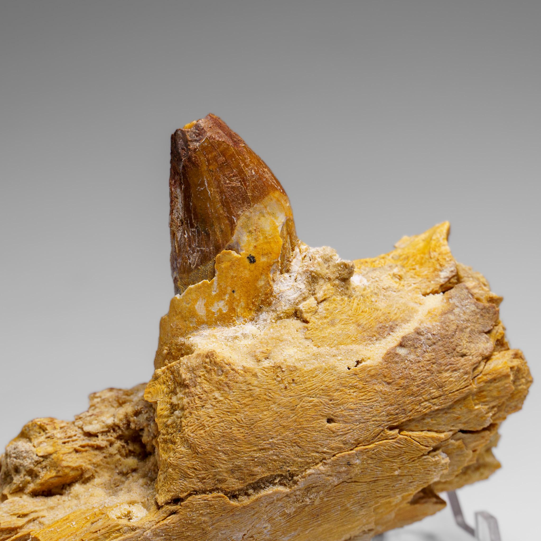 Dente autentico di mosasauro in una mascella fossilizzata in vendita 3