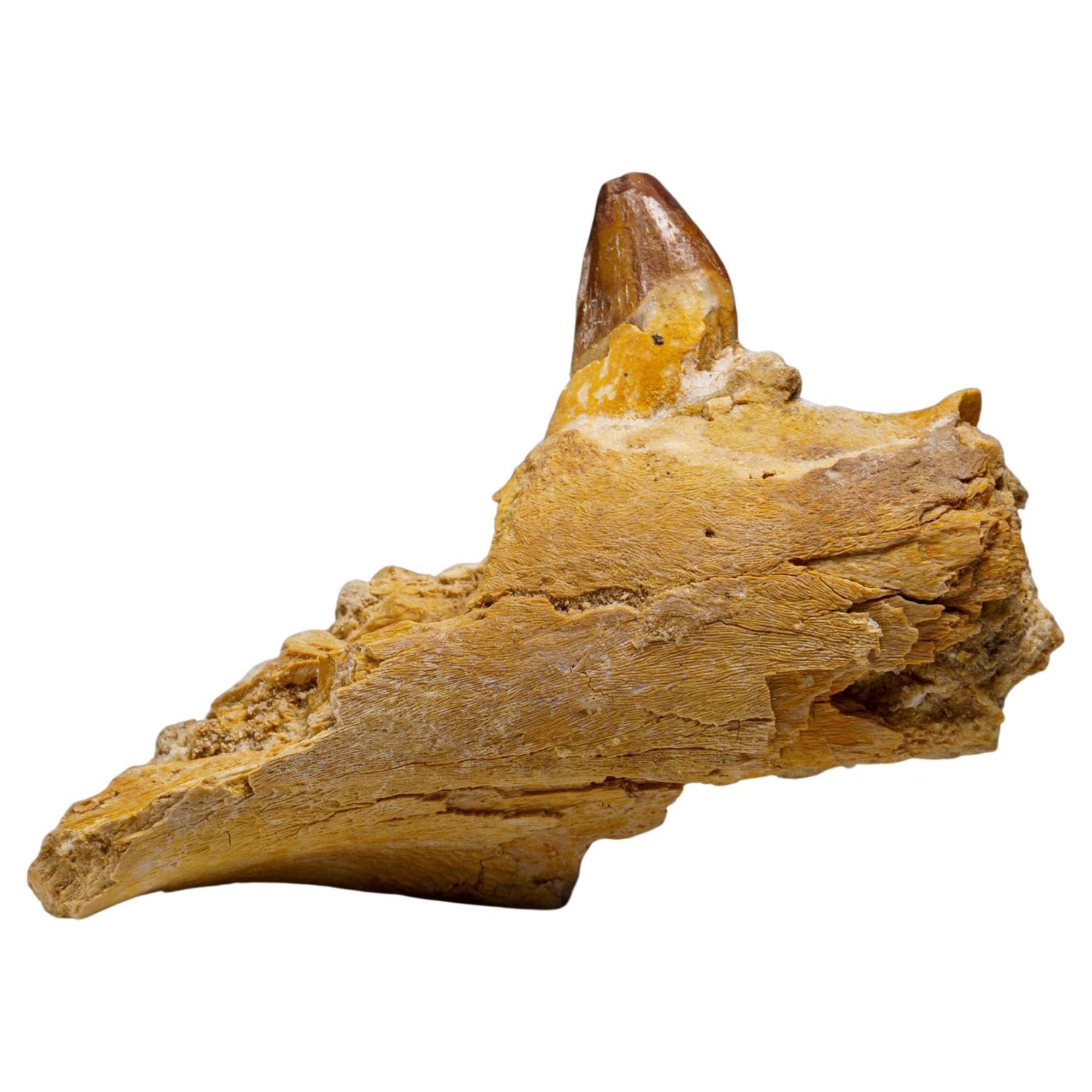 Genuine Mosasaur Tooth in a Fossilized Jaw bone
