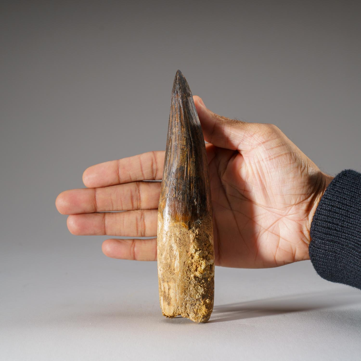 This huge, Museum-quality Mesosaurus tooth is genuine, completely intact with no repairs and in pristine condition. This incredible specimen includes a display box for preservation and display purposes. Mesosaurus (meaning 