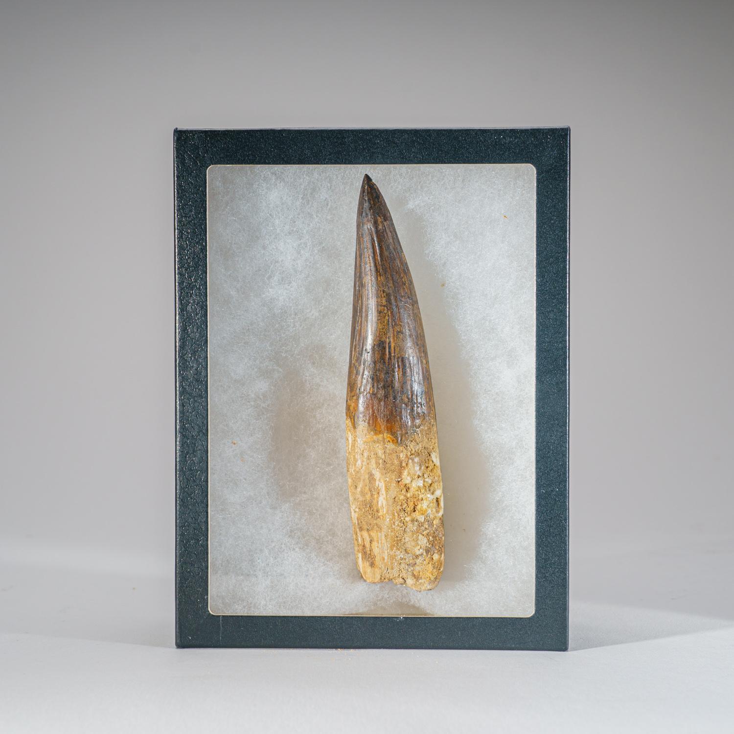 Egyptian Genuine Mosasaurus Tooth in Display Case (197.4 grams) For Sale