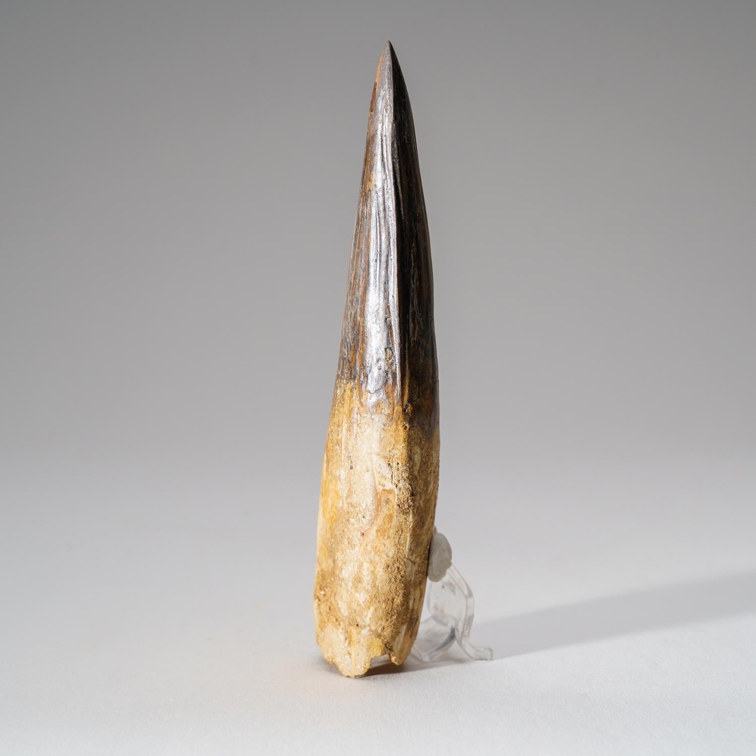 Véritable dent de Mosasaure dans une vitrine (197,4 grammes) Excellent état - En vente à New York, NY